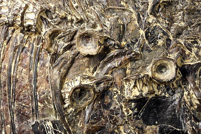 sehr gro�er versteinerter Fisch, Diplomystus dendatus