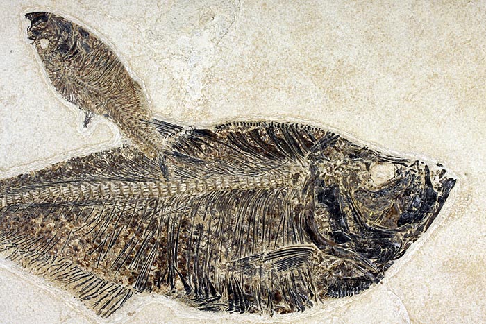sehr gro�er versteinerter Fisch, Diplomystus dendatus
