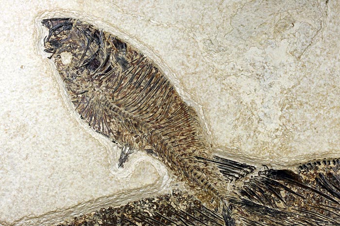 sehr gro�er versteinerter Fisch, Diplomystus dendatus