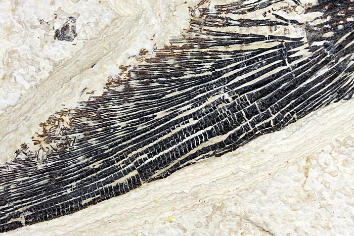 sehr gro�er versteinerter Fisch, Diplomystus dendatus