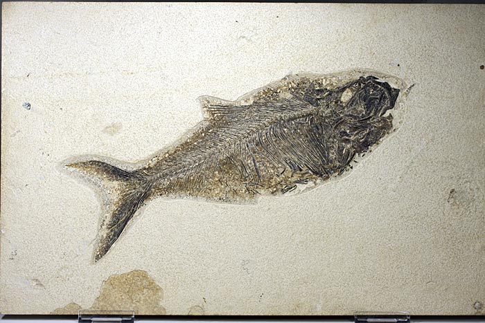 sehr gro�er versteinerter Fisch, Diplomystus dendatus