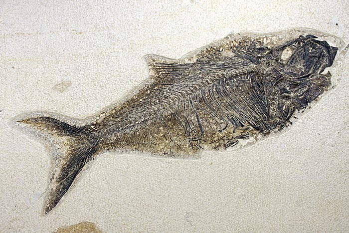 sehr gro�er versteinerter Fisch, Diplomystus dendatus
