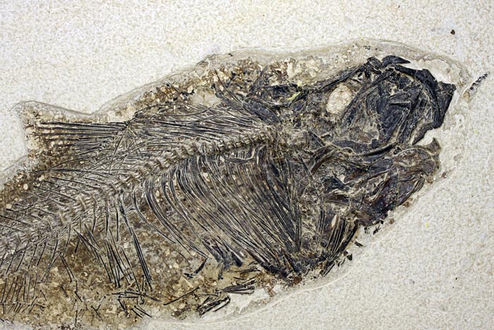 sehr gro�er versteinerter Fisch, Diplomystus dendatus