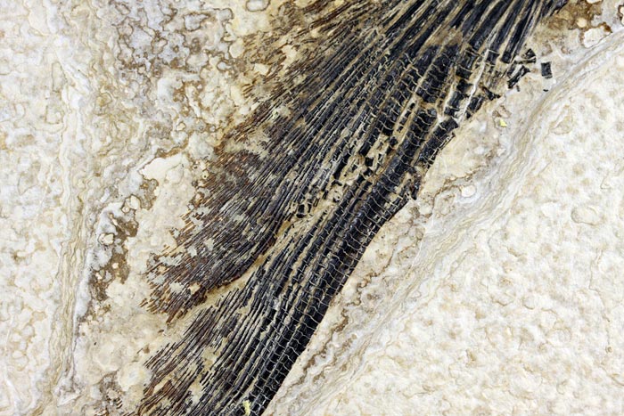 sehr gro�er versteinerter Fisch, Diplomystus dendatus