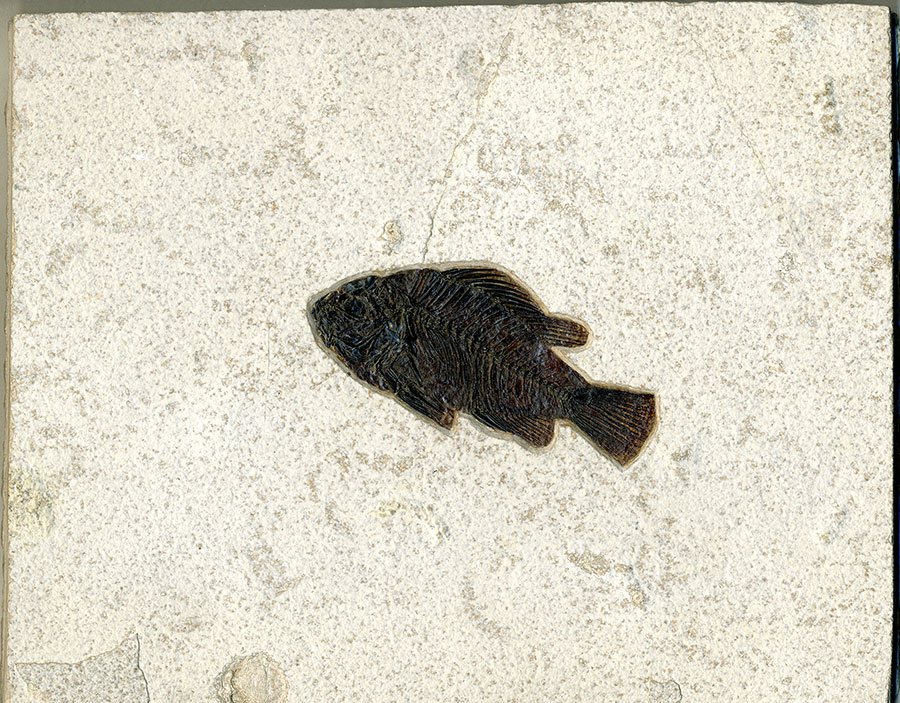 versteinerter Fisch aus Wyoming (Knochenfisch)