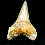 Haifischzahn: Isurus hastalis (Mako-Hai)