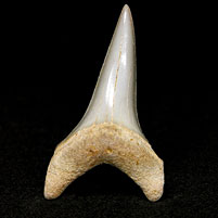 Haifischzahn: Isurus hastalis (Mako-Hai)