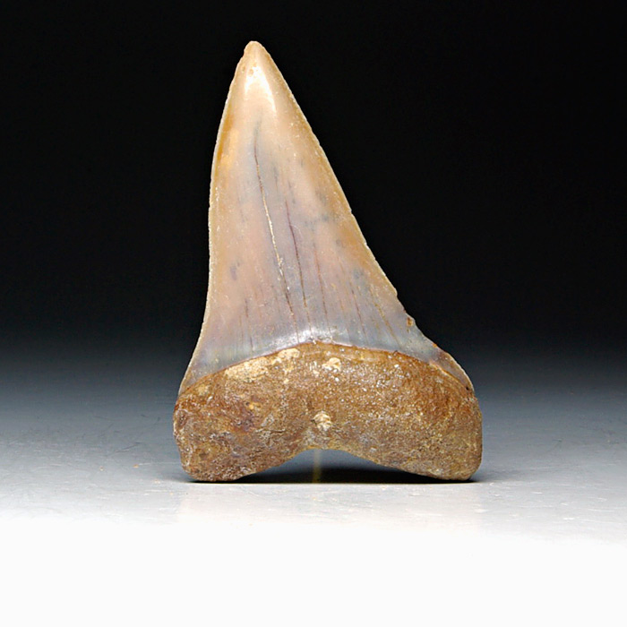 Haizahn: Isurus hastalis (Mako-Hai)