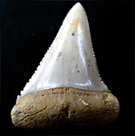 Haifischzahn:Carcharodon carcharis, Gro�e Wei�e Hai