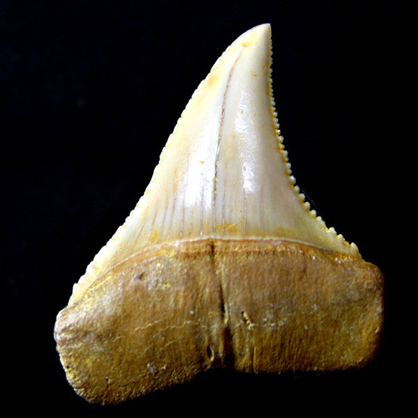 Haizahn: Carcharodon (Gro�er Wei�er Hai)