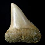 Haifischzahn:Carcharodon carcharis, Gro�e Wei�e Hai