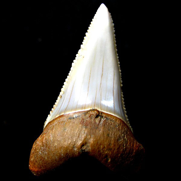 Haizahn: Carcharodon (Gro�er Wei�er Hai)