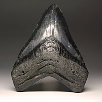 Megalodon-Haizahn: Carcharocles megalodon