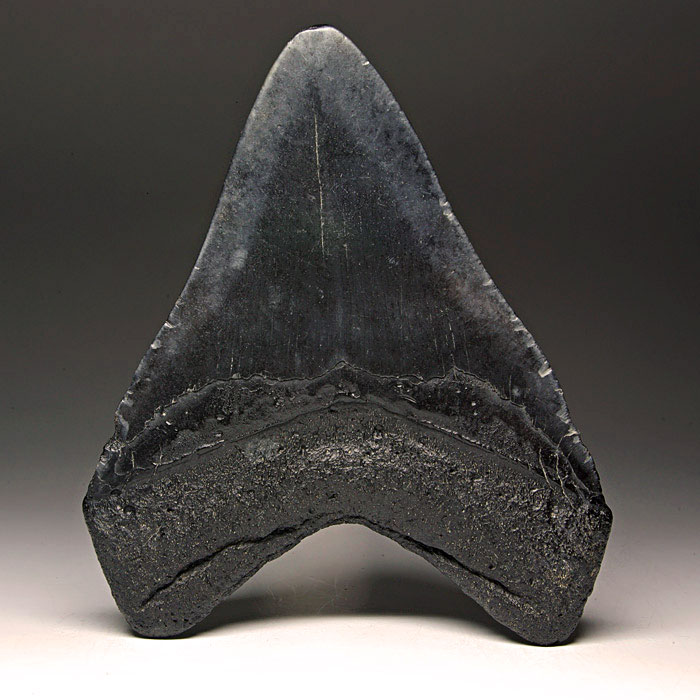 Megalodon-Haizahn