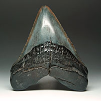 Megalodon-Haizahn: Carcharocles megalodon