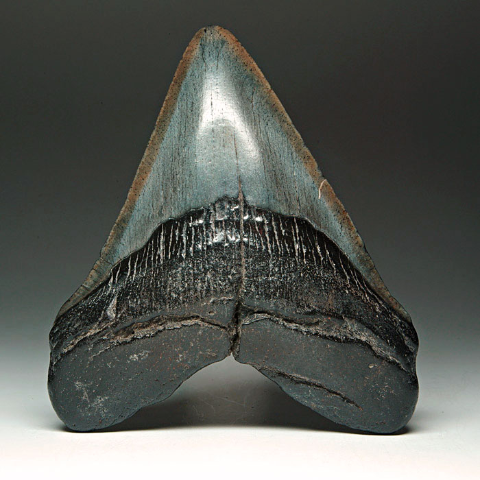 Megalodon-Haizahn