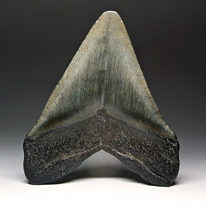 Megalodon-Haizahn