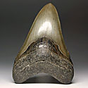 Megalodon-Haizahn: Carcharocles megalodon