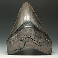 Megalodon-Haizahn: Carcharocles megalodon