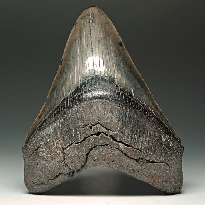 Megalodon-Haizahn