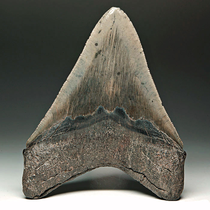 Megalodon-Haizahn