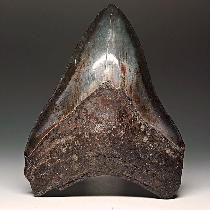 Megalodon-Haizahn