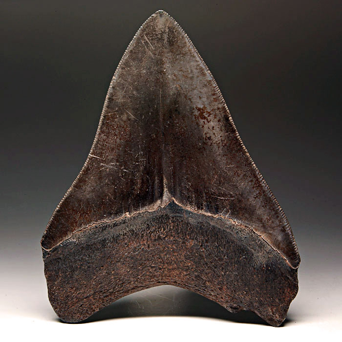 Megalodon-Haizahn