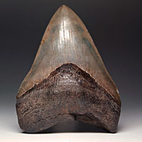 Megalodon-Haizahn: Carcharocles megalodon