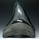Z�hne from gr��ten Hai der Erdgeschichte: Megalodon