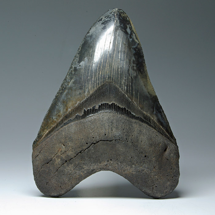 Megalodon-Haizahn