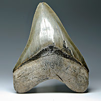 Megalodon-Haizahn: Carcharocles megalodon