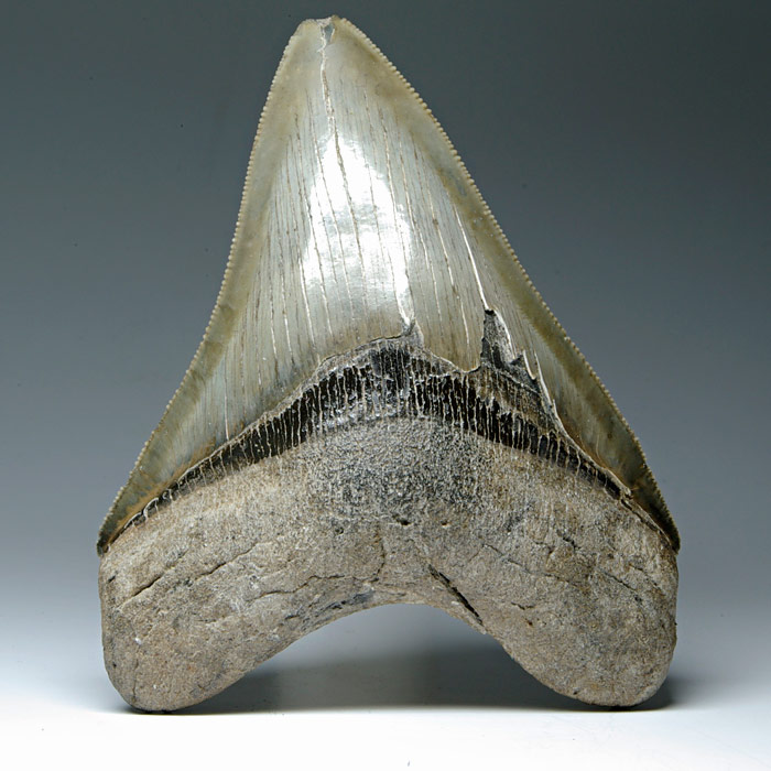 Megalodon-Haizahn