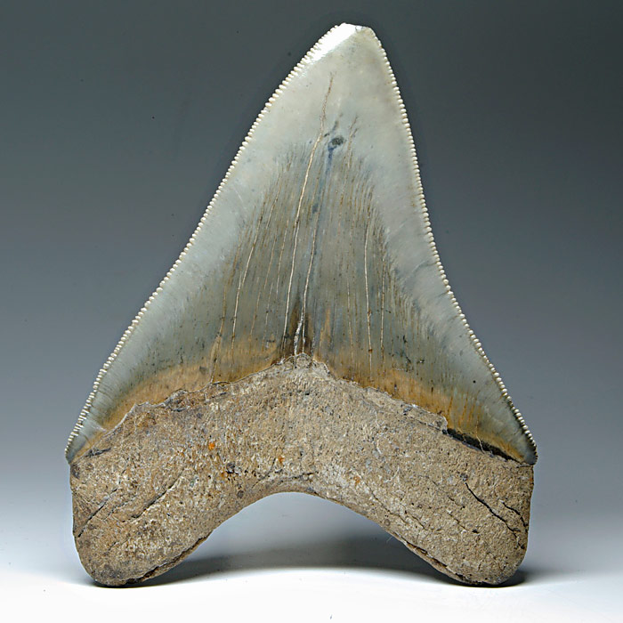 Megalodon-Haizahn
