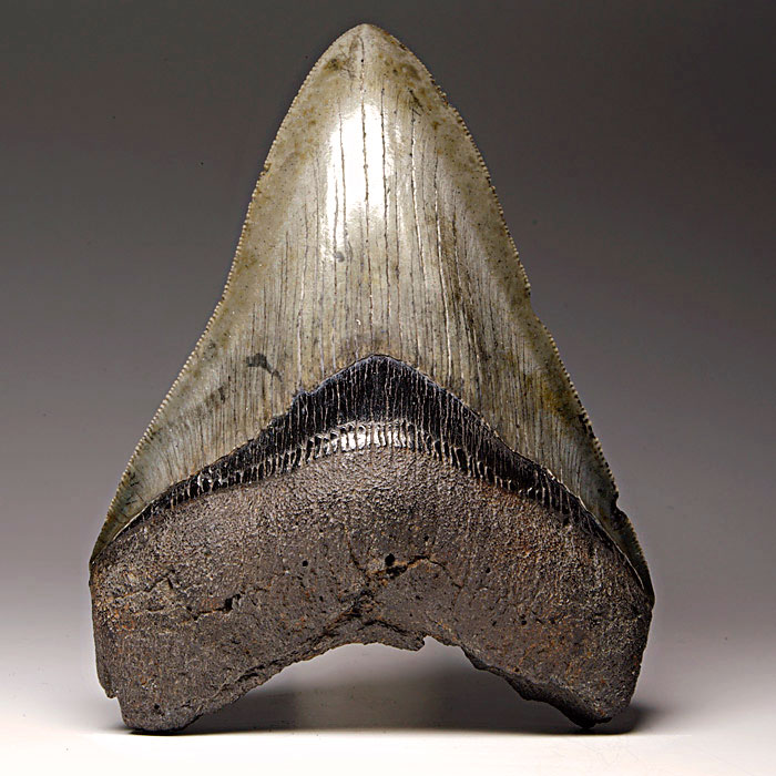 Megalodon-Haizahn