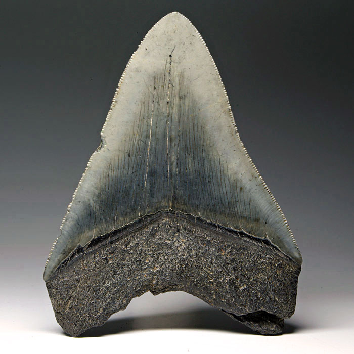 Megalodon-Haizahn
