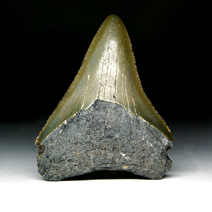 Megalodon-Haizahn