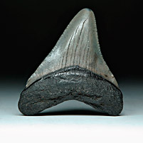 Megalodon-Haizahn: Carcharocles megalodon