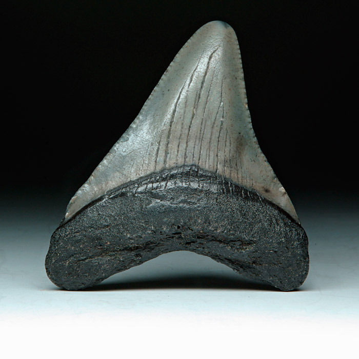 Megalodon-Haizahn