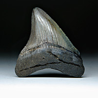 Megalodon-Haizahn: Carcharocles megalodon
