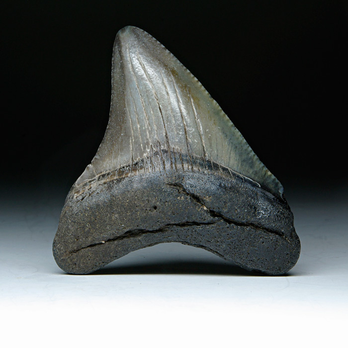 Megalodon-Haizahn