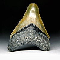 Megalodon-Haizahn: Carcharocles megalodon