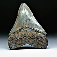 Megalodon-Haizahn: Carcharocles megalodon