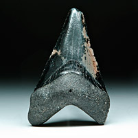 Megalodon-Haizahn: Carcharocles megalodon