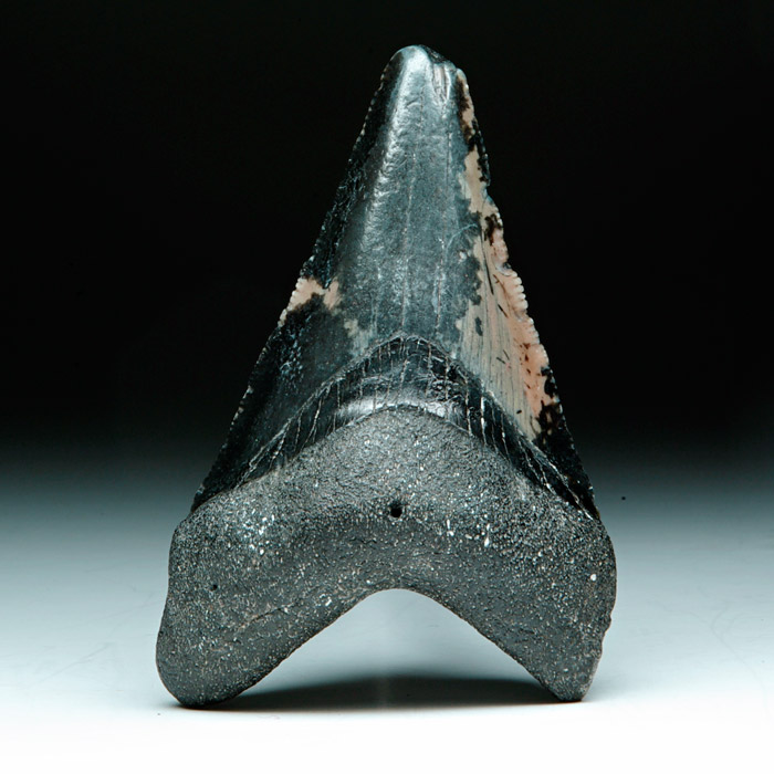 Megalodon-Haizahn
