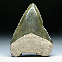 Megalodon-Haizahn: Carcharocles megalodon