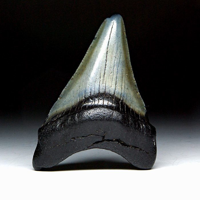 Megalodon-Haizahn