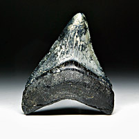 Megalodon-Haizahn: Carcharocles megalodon