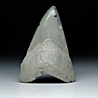 Megalodon-Haizahn: Carcharocles megalodon