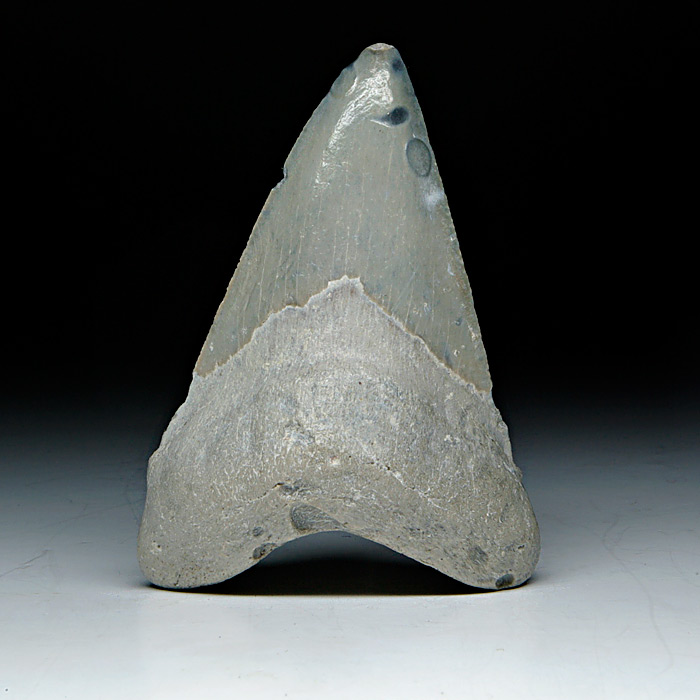 Megalodon-Haizahn
