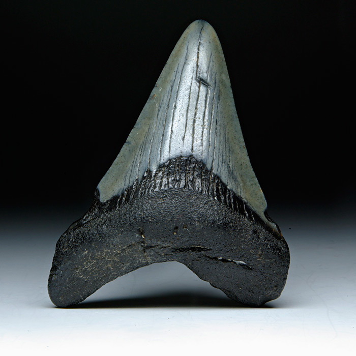 Megalodon-Haizahn